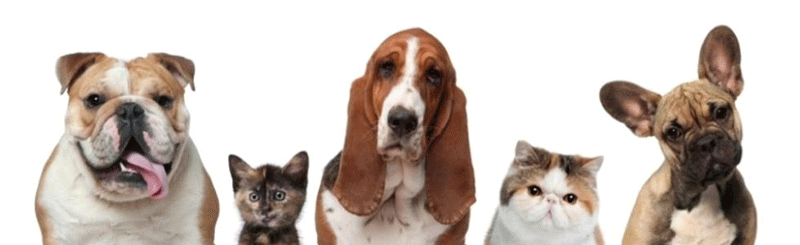 Veterinario-via-Foppa-Milano Veterinario-via-Foppa-Milano