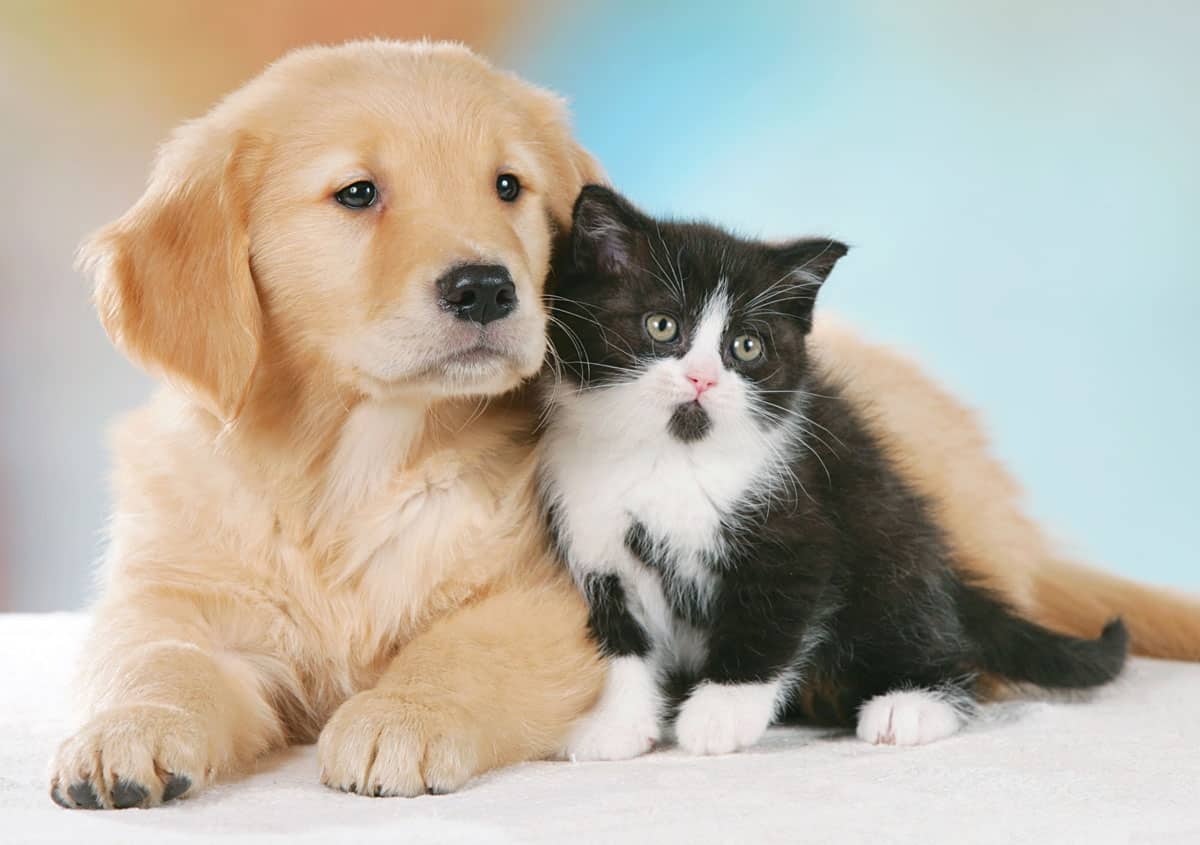 veterinario washintong veterinario washintong