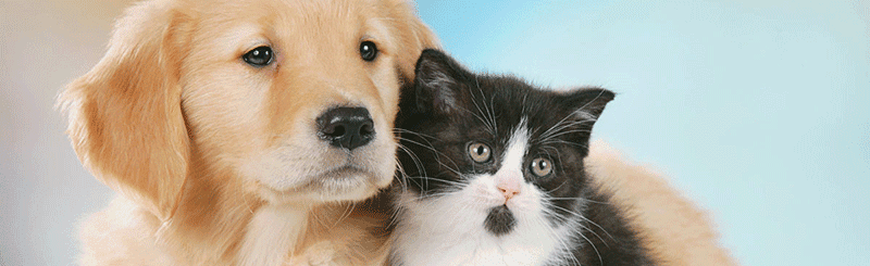 IMMAGINE DI CANE E GATTO IMMAGINE DI CANE E GATTO