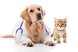 Analisi genetica del microbiota del cane e gatto 