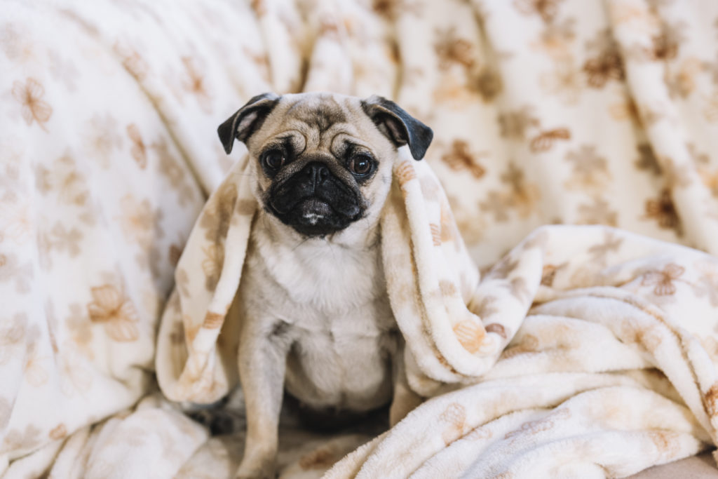 Pensione cani Milano prezzi