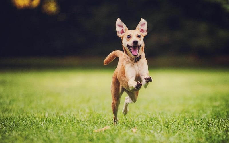 rendere-cane-felice
