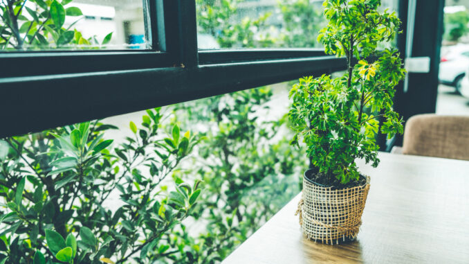 Le migliori piante da balcone